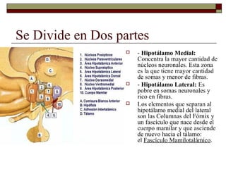 Se Divide en Dos partes
                      - Hipotálamo Medial:
                       Concentra la mayor cantidad de
                       núcleos neuronales. Esta zona
                       es la que tiene mayor cantidad
                       de somas y menor de fibras.
                      - Hipotálamo Lateral: Es
                       pobre en somas neuronales y
                       rico en fibras.
                      Los elementos que separan al
                       hipotálamo medial del lateral
                       son las Columnas del Fórnix y
                       un fascículo que nace desde el
                       cuerpo mamilar y que asciende
                       de nuevo hacia el tálamo:
                       el Fascículo Mamilotalámico.
 