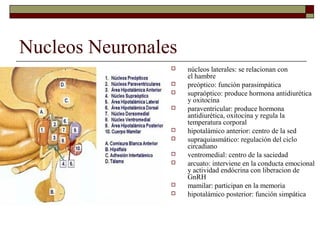 Nucleos Neuronales
                    núcleos laterales: se relacionan con
                     el hambre
                    preóptico: función parasimpática
                    supraóptico: produce hormona antidiurética
                     y oxitocina
                    paraventricular: produce hormona
                     antidiurética, oxitocina y regula la
                     temperatura corporal
                    hipotalámico anterior: centro de la sed
                    supraquiasmático: regulación del ciclo
                     circadiano
                    ventromedial: centro de la saciedad
                    arcuato: interviene en la conducta emocional
                     y actividad endócrina con liberacion de
                     GnRH
                    mamilar: participan en la memoria
                    hipotalámico posterior: función simpática
 