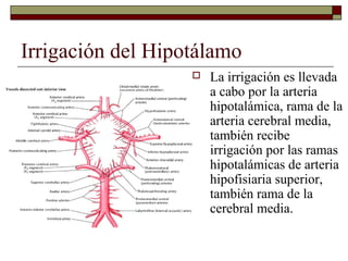 Irrigación del Hipotálamo
                      La irrigación es llevada
                       a cabo por la arteria
                       hipotalámica, rama de la
                       arteria cerebral media,
                       también recibe
                       irrigación por las ramas
                       hipotalámicas de arteria
                       hipofisiaria superior,
                       también rama de la
                       cerebral media.
 
