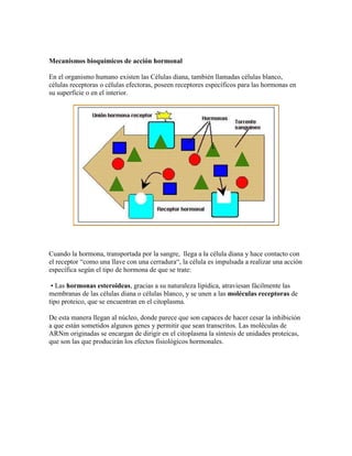 Mecanismos bioquímicos de acción hormonal
En el organismo humano existen las Células diana, también llamadas células blanco,
células receptoras o células efectoras, poseen receptores específicos para las hormonas en
su superficie o en el interior.
Cuando la hormona, transportada por la sangre, llega a la célula diana y hace contacto con
el receptor “como una llave con una cerradura“, la célula es impulsada a realizar una acción
específica según el tipo de hormona de que se trate:
• Las hormonas esteroideas, gracias a su naturaleza lipídica, atraviesan fácilmente las
membranas de las células diana o células blanco, y se unen a las moléculas receptoras de
tipo proteico, que se encuentran en el citoplasma.
De esta manera llegan al núcleo, donde parece que son capaces de hacer cesar la inhibición
a que están sometidos algunos genes y permitir que sean transcritos. Las moléculas de
ARNm originadas se encargan de dirigir en el citoplasma la síntesis de unidades proteicas,
que son las que producirán los efectos fisiológicos hormonales.
 