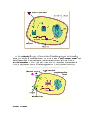 • Las hormonas proteicas, sin embargo, son moléculas de gran tamaño que no pueden
entrar en el interior de las células blanco, por lo que se unen a "moléculas receptoras" que
hay en la superficie de sus membranas plasmáticas, provocando la formación de un
segundo mensajero, el AMPc, que sería el que induciría los cambios pertinentes en la
célula al activar a una serie de enzimas que producirán el efecto metabólico deseado.
Control hormonal
 
