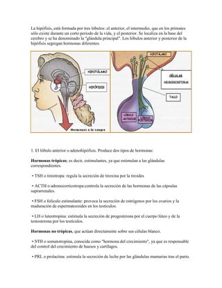 La hipófisis, está formada por tres lóbulos: el anterior, el intermedio, que en los primates
sólo existe durante un corto periodo de la vida, y el posterior. Se localiza en la base del
cerebro y se ha denominado la "glándula principal". Los lóbulos anterior y posterior de la
hipófisis segregan hormonas diferentes.
1. El lóbulo anterior o adenohipófisis. Produce dos tipos de hormonas:
Hormonas trópicas; es decir, estimulantes, ya que estimulan a las glándulas
correspondientes.
• TSH o tireotropa: regula la secreción de tiroxina por la tiroides
• ACTH o adrenocorticotropa:controla la secreción de las hormonas de las cápsulas
suprarrenales.
• FSH o folículo estimulante: provoca la secreción de estrógenos por los ovarios y la
maduración de espermatozoides en los testículos.
• LH o luteotropina: estimula la secreción de progesterona por el cuerpo lúteo y de la
testosterona por los testículos.
Hormonas no trópicas, que actúan directamente sobre sus células blanco.
• STH o somatotropina, conocida como "hormona del crecimiento", ya que es responsable
del control del crecimiento de huesos y cartílagos.
• PRL o prolactina: estimula la secreción de leche por las glándulas mamarias tras el parto.
 