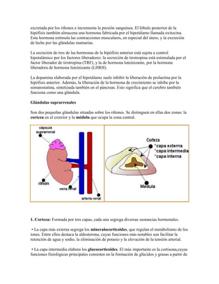 excretada por los riñones e incrementa la presión sanguínea. El lóbulo posterior de la
hipófisis también almacena una hormona fabricada por el hipotálamo llamada oxitocina.
Esta hormona estimula las contracciones musculares, en especial del útero, y la excreción
de leche por las glándulas mamarias.
La secreción de tres de las hormonas de la hipófisis anterior está sujeta a control
hipotalámico por los factores liberadores: la secreción de tirotropina está estimulada por el
factor liberador de tirotropina (TRF), y la de hormona luteinizante, por la hormona
liberadora de hormona luteinizante (LHRH).
La dopamina elaborada por el hipotálamo suele inhibir la liberación de prolactina por la
hipófisis anterior. Además, la liberación de la hormona de crecimiento se inhibe por la
somatostatina, sintetizada también en el páncreas. Esto significa que el cerebro también
funciona como una glándula.
Glándulas suprarrenales
Son dos pequeñas glándulas situadas sobre los riñones. Se distinguen en ellas dos zonas: la
corteza en el exterior y la médula que ocupa la zona central.
1. Corteza: Formada por tres capas, cada una segrega diversas sustancias hormonales.
• La capa más externa segrega los mineralocorticoides, que regulan el metabolismo de los
iones. Entre ellos destaca la aldosterona, cuyas funciones más notables son facilitar la
retención de agua y sodio, la eliminación de potasio y la elevación de la tensión arterial.
• La capa intermedia elabora los glucocorticoides. El más importante es la cortisona,cuyas
funciones fisiológicas principales consisten en la formación de glúcidos y grasas a partir de
 