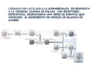 LIBERADO POR LAS GLANDULAS SUPRARRENALES EN RESPUESTA
A LA TENSION, CUANDO SE ENLAZA CON RECEPTORES
ESPECIFICOS, DESENCADENA UNA SERIE DE EVENTOS QUE
CONDUCEN AL INCREMENTO DE NIVELES DE GLUCOSA EN
SANGRE.
 