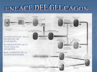 Consecuencias de la
secreción de
glucagon:
 disminución de la
fructosa-2,6
bifosfato.
 el aumento de la
gluconeogenesis.
 