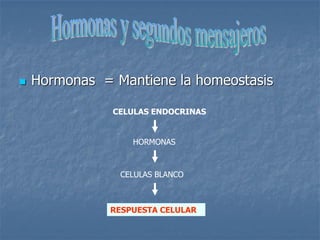  Hormonas = Mantiene la homeostasis
CELULAS ENDOCRINAS
HORMONAS
CELULAS BLANCO
RESPUESTA CELULAR
 