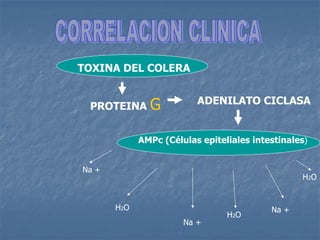 TOXINA DEL COLERA
PROTEINA G ADENILATO CICLASA
AMPc (Células epiteliales intestinales)
Na +
Na +
Na +
H2O
H2O
H2O
 