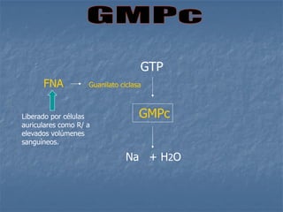 GTP
GMPc
Na + H2O
FNA Guanilato ciclasa
Liberado por células
auriculares como R/ a
elevados volúmenes
sanguíneos.
 