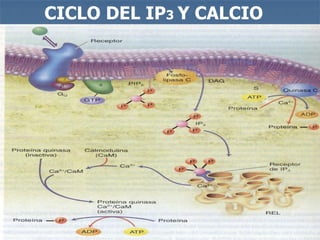 CICLO DEL IP3 Y CALCIO
 