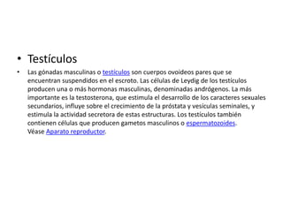 • Testículos
•

Las gónadas masculinas o testículos son cuerpos ovoideos pares que se
encuentran suspendidos en el escroto. Las células de Leydig de los testículos
producen una o más hormonas masculinas, denominadas andrógenos. La más
importante es la testosterona, que estimula el desarrollo de los caracteres sexuales
secundarios, influye sobre el crecimiento de la próstata y vesículas seminales, y
estimula la actividad secretora de estas estructuras. Los testículos también
contienen células que producen gametos masculinos o espermatozoides.
Véase Aparato reproductor.

 