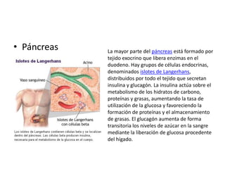 • Páncreas

La mayor parte del páncreas está formado por
tejido exocrino que libera enzimas en el
duodeno. Hay grupos de células endocrinas,
denominados islotes de Langerhans,
distribuidos por todo el tejido que secretan
insulina y glucagón. La insulina actúa sobre el
metabolismo de los hidratos de carbono,
proteínas y grasas, aumentando la tasa de
utilización de la glucosa y favoreciendo la
formación de proteínas y el almacenamiento
de grasas. El glucagón aumenta de forma
transitoria los niveles de azúcar en la sangre
mediante la liberación de glucosa procedente
del hígado.

 