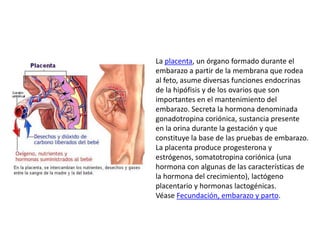 La placenta, un órgano formado durante el
embarazo a partir de la membrana que rodea
al feto, asume diversas funciones endocrinas
de la hipófisis y de los ovarios que son
importantes en el mantenimiento del
embarazo. Secreta la hormona denominada
gonadotropina coriónica, sustancia presente
en la orina durante la gestación y que
constituye la base de las pruebas de embarazo.
La placenta produce progesterona y
estrógenos, somatotropina coriónica (una
hormona con algunas de las características de
la hormona del crecimiento), lactógeno
placentario y hormonas lactogénicas.
Véase Fecundación, embarazo y parto.

 