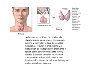 Las hormonas tiroideas, la tiroxina y la
triyodotironina aumentan el consumo de
oxígeno y estimulan la tasa de actividad
metabólica, regulan el crecimiento y la
maduración de los tejidos del organismo y
actúan sobre el estado de alerta físico y
mental. El tiroides también secreta una
hormona denominada calcitonina, que
disminuye los niveles de calcio en la sangre e
inhibe su reabsorción ósea.

 