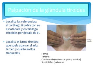  Localice las referencias:
el cartílago tiroides con su
escotadura y el cartílago
cricoides por debajo de él.
 Localice el istmo tiroideo,
que suele abarcar el 2do,
tercer, y cuarto anillos
traqueales.
Palpación de la glándula tiroides
Forma
Tamaño
Consistencia (textura de goma, elástica)
Sensibilidad (indolora)
 