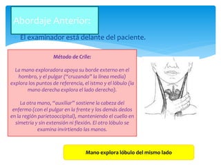  El examinador está delante del paciente.
Abordaje Anterior:
Método de Crile:
La mano exploradora apoya su borde externo en el
hombro, y el pulgar (“cruzando” la línea media)
explora los puntos de referencia, el istmo y el lóbulo (la
mano derecha explora el lado derecho).
La otra mano, “auxiliar” sostiene la cabeza del
enfermo (con el pulgar en la frente y los demás dedos
en la región parietooccipital), manteniendo el cuello en
simetría y sin extensión ni flexión. El otro lóbulo se
examina invirtiendo las manos.
Mano explora lóbulo del mismo lado
 