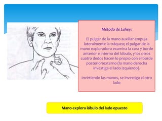 Método de Lahey:
El pulgar de la mano auxiliar empuja
lateralmente la tráquea; el pulgar de la
mano exploradora examina la cara y borde
anterior e interno del lóbulo, y los otros
cuatro dedos hacen lo propio con el borde
posterior/externo (la mano derecha
investiga el lado izquierdo).
Invirtiendo las manos, se investiga el otro
lado
Mano explora lóbulo del lado opuesto
 