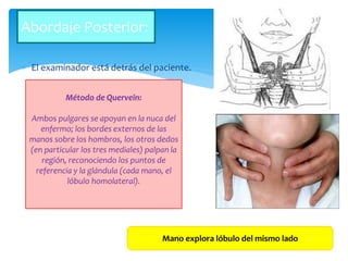 El examinador está detrás del paciente.
Abordaje Posterior:
Método de Quervein:
Ambos pulgares se apoyan en la nuca del
enfermo; los bordes externos de las
manos sobre los hombros, los otros dedos
(en particular los tres mediales) palpan la
región, reconociendo los puntos de
referencia y la glándula (cada mano, el
lóbulo homolateral).
Mano explora lóbulo del mismo lado
 