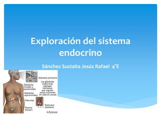 Exploración del sistema
endocrino
Sánchez Sustaita Jesús Rafael 4°E
 