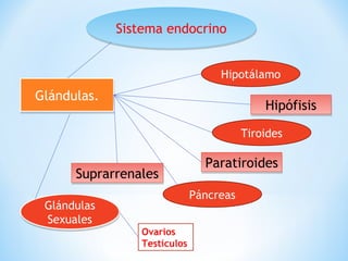 SSiisstteemmaa eennddooccrriinnoo 
GGlláánndduullaass.. 
Hipotálamo 
HHiippóóffiissiiss 
Tiroides 
PPaarraattiirrooiiddeess 
Páncreas 
SSuupprraarrrreennaalleess 
Glándulas 
Sexuales 
Glándulas 
Sexuales 
Ovarios 
Testículos 
 