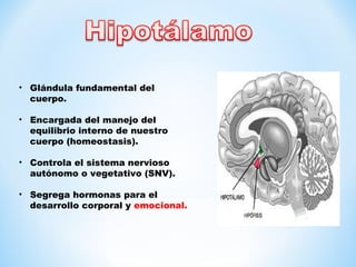 • Glándula fundamental del 
cuerpo. 
• Encargada del manejo del 
equilibrio interno de nuestro 
cuerpo (homeostasis). 
• Controla el sistema nervioso 
autónomo o vegetativo (SNV). 
• Segrega hormonas para el 
desarrollo corporal y emocional. 
 