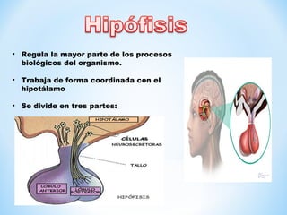 • Regula la mayor parte de los procesos 
biológicos del organismo. 
• Trabaja de forma coordinada con el 
hipotálamo 
• Se divide en tres partes: 
 