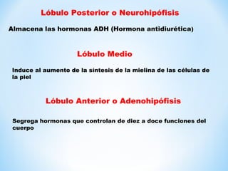 Lóbulo Posterior o Neurohipófisis 
Almacena las hormonas ADH (Hormona antidiurética) 
Lóbulo Medio 
Induce al aumento de la síntesis de la mielina de las células de 
la piel 
Lóbulo Anterior o Adenohipófisis 
Segrega hormonas que controlan de diez a doce funciones del 
cuerpo 
 