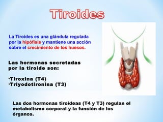 La Tiroides es una glándula regulada 
por la hipófisis y mantiene una acción 
sobre el crecimiento de los huesos. 
Las hormonas secretadas 
por la tiroide son: 
•Tiroxina (T4) 
•Triyodotironina (T3) 
Las dos hormonas tiroideas (T4 y T3) regulan el 
metabolismo corporal y la función de los 
órganos. 
 