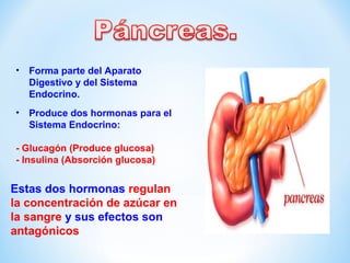 • Forma parte del Aparato 
Digestivo y del Sistema 
Endocrino. 
• Produce dos hormonas para el 
Sistema Endocrino: 
- Glucagón (Produce glucosa) 
- Insulina (Absorción glucosa) 
Estas dos hormonas regulan 
la concentración de azúcar en 
la sangre y sus efectos son 
antagónicos 
 