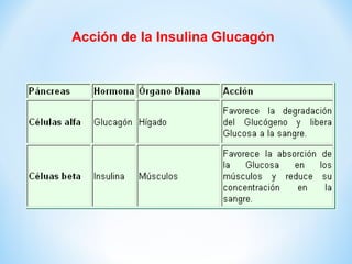 Acción de la Insulina Glucagón 
 