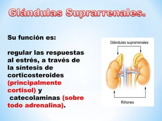 Su función es: 
regular las respuestas 
al estrés, a través de 
la síntesis de 
corticosteroides 
(principalmente 
cortisol) y 
catecolaminas (sobre 
todo adrenalina). 
 