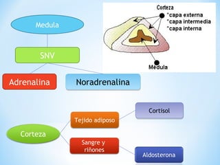 Medula 
SNV 
Adrenalina NNoorraaddrreennaalliinnaa 
Corteza 
Tejido adiposo 
Sangre y 
riñones 
CCoorrttiissooll 
 