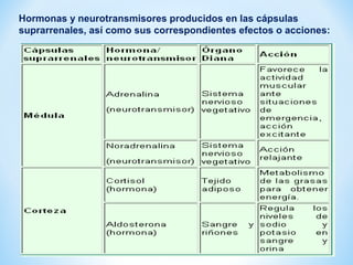 Hormonas y neurotransmisores producidos en las cápsulas 
suprarrenales, así como sus correspondientes efectos o acciones: 
 
