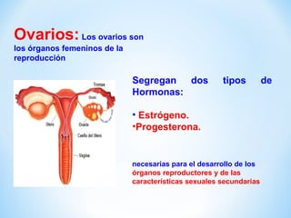 Ovarios: Los ovarios son 
los órganos femeninos de la 
reproducción 
Segregan dos tipos de 
Hormonas: 
• Estrógeno. 
•Progesterona. 
necesarias para el desarrollo de los 
órganos reproductores y de las 
características sexuales secundarias 
 