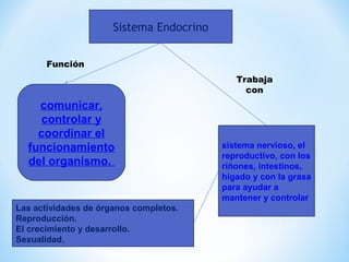 Sistema Endocrino 
Función 
comunicar, 
controlar y 
coordinar el 
funcionamiento 
del organismo. 
Trabaja 
con 
sistema nervioso, el 
reproductivo, con los 
riñones, intestinos, 
hígado y con la grasa 
para ayudar a 
mantener y controlar 
Las actividades de órganos completos. 
Reproducción. 
El crecimiento y desarrollo. 
Sexualidad. 
 