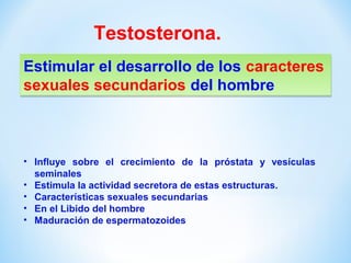 Testosterona. 
Estimular el desarrollo de los caracteres 
sexuales secundarios del hombre 
• Influye sobre el crecimiento de la próstata y vesículas 
seminales 
• Estimula la actividad secretora de estas estructuras. 
• Características sexuales secundarias 
• En el Libido del hombre 
• Maduración de espermatozoides 
 