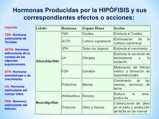 Hormonas Producidas por la HIPÓFISIS y sus 
correspondientes efectos o acciones: 
Leyenda: 
TSH: Hormona 
estimulante de 
Tiroides. 
ACTH: Hormona 
estimulante de la 
corteza de las 
cápsulas 
suprarrenales. 
STH: Hormona 
somatotropa o de 
crecimiento. 
LH: Hormona 
estimulante del 
cuerpo lúteo. 
FSH: Hormona 
estimulante del 
folículo. 
