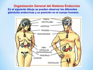 Organización General del Sistema Endocrino 
En el siguiente dibujo se pueden observar las diferentes 
glándulas endocrinas y su posición en el cuerpo humano. 
 