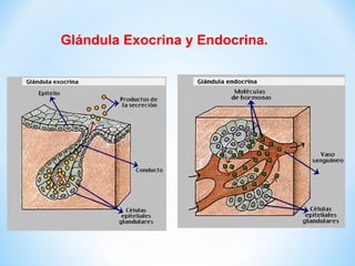 Glándula Exocrina y Endocrina. 
 