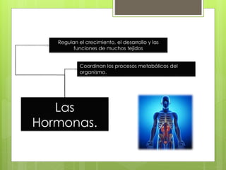 Las
Hormonas.
Coordinan los procesos metabólicos del
organismo.
Regulan el crecimiento, el desarrollo y las
funciones de muchos tejidos
 