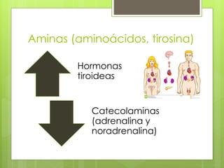 Aminas (aminoácidos, tirosina)
Hormonas
tiroideas
Catecolaminas
(adrenalina y
noradrenalina)
 