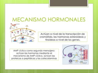 MECANISMO HORMONALES
Actúan a nivel de la transcripción de
cromátida, las hormonas esteroideas y
tiroideas a nivel de los genes.
AMP cíclico como segundo mensajero:
actúan las hormonas mediante el
mecanismo de AMP cíclico, actúan las
proteicas o peptídicas y las catecolaminas
 