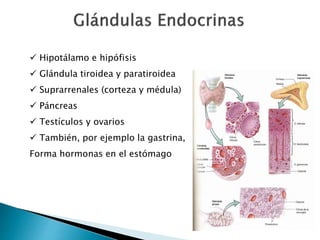  Hipotálamo e hipófisis
 Glándula tiroidea y paratiroidea
 Suprarrenales (corteza y médula)
 Páncreas
 Testículos y ovarios
 También, por ejemplo la gastrina,
Forma hormonas en el estómago
 