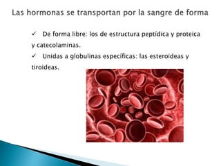  De forma libre: los de estructura peptídica y proteica
y catecolaminas.
 Unidas a globulinas específicas: las esteroideas y
tiroideas.
 