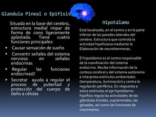 Glandula Pineal o Epifisis
Situada en la base del cerebro,
estructura medial impar de
forma de cono ligeramente
aplastada. Tiene cuatro
funciones principales:
 Causar sensación de sueño
 Convertir señales del sistema
nervioso en señales
endocrinas
 Regular las funciones
endocrinas
 Secretar ayuda a regular el
proceso de pubertad y
protección del cuerpo de
daño a células
Hipotálamo
Está localizado, en el centro y en la parte
inferior de las paredes laterales del
cerebro. Estructura que controla la
actividad hipofisiaria mediante la
Elaboración de neurohormonas.
El hipotálamo es el centro responsable
de la coordinación del sistema
endocrino. Recibe información de la
corteza cerebral y del sistema autónomo
e interpreta estímulos ambientales
(temperatura, iluminación) y centra la
regulación periférica. En respuesta a
estos estímulos el eje hipotálamo-
hipófisis regula las actividades de las
glándulas tiroides, suprarrenales, las
gónadas, así como las funciones de
crecimiento.
 
