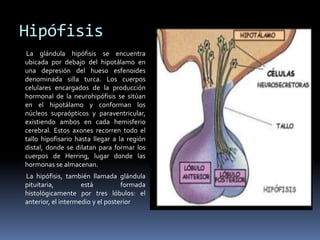 Hipófisis
La glándula hipófisis se encuentra
ubicada por debajo del hipotálamo en
una depresión del hueso esfenoides
denominada silla turca. Los cuerpos
celulares encargados de la producción
hormonal de la neurohipófisis se sitúan
en el hipotálamo y conforman los
núcleos supraópticos y paraventricular,
existiendo ambos en cada hemisferio
cerebral. Estos axones recorren todo el
tallo hipofisario hasta llegar a la región
distal, donde se dilatan para formar los
cuerpos de Herring, lugar donde las
hormonas se almacenan.
La hipófisis, también llamada glándula
pituitaria, está formada
histológicamente por tres lóbulos: el
anterior, el intermedio y el posterior
 