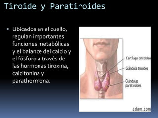 Tiroide y Paratiroides
 Ubicados en el cuello,
regulan importantes
funciones metabólicas
y el balance del calcio y
el fósforo a través de
las hormonas tiroxina,
calcitonina y
parathormona.
 