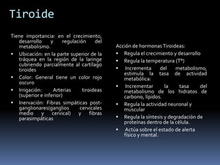 Tiroide
Tiene importancia: en el crecimiento,
desarrollo y regulación del
metabolismo.
 Ubicación: en la parte superior de la
tráquea en la región de la laringe
cubriendo parcialmente al cartílago
tiroides
 Color: General tiene un color rojo
oscuro
 Irrigación: Arterias tiroideas
(superior e inferior)
 Inervación: Fibras simpáticas post-
ganglionares(ganglios cervicales
medio y cervical) y fibras
parasimpáticas
Acción de hormonasTiroideas:
 Regula el crecimiento y desarrollo
 Regula la temperatura (T°)
 Incrementa del metabolismo,
estimula la tasa de actividad
metabólica:
 Incrementar la tasa del
metabolismo de los hidratos de
carbono, lípidos.
 Regula la actividad neuronal y
muscular
 Regula la síntesis y degradación de
proteínas dentro de la célula.
 Actúa sobre el estado de alerta
físico y mental.
 