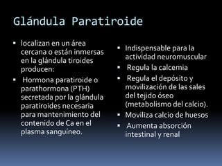 Glándula Paratiroide
 localizan en un área
cercana o están inmersas
en la glándula tiroides
producen:
 Hormona paratiroide o
parathormona (PTH)
secretada por la glándula
paratiroides necesaria
para mantenimiento del
contenido de Ca en el
plasma sanguíneo.
 Indispensable para la
actividad neuromuscular
 Regula la calcemia
 Regula el depósito y
movilización de las sales
del tejido óseo
(metabolismo del calcio).
 Moviliza calcio de huesos
 Aumenta absorción
intestinal y renal
 