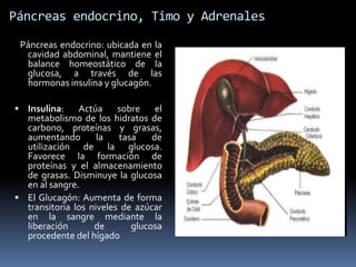 Páncreas endocrino, Timo y Adrenales
Páncreas endocrino: ubicada en la
cavidad abdominal, mantiene el
balance homeostático de la
glucosa, a través de las
hormonas insulina y glucagón.
 Insulina: Actúa sobre el
metabolismo de los hidratos de
carbono, proteínas y grasas,
aumentando la tasa de
utilización de la glucosa.
Favorece la formación de
proteínas y el almacenamiento
de grasas. Disminuye la glucosa
en al sangre.
 El Glucagón: Aumenta de forma
transitoria los niveles de azúcar
en la sangre mediante la
liberación de glucosa
procedente del hígado
 