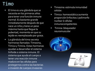 Timo
 El timo es una glándula que se
necesita en los primeros años
para tener una función inmune
normal. Es bastante grande
inmediatamente después de que
nace un niño y tiene un peso
máximo hasta que llegue la
pubertad, momento en que su
tejido es reemplazado por grasa.
 La glándula del timo secreta
hormonas llamadas:Timosina,
Tímica yTimina. Estas hormonas
ayudan a desarrollar el sistema
linfoide o sistema inmune. El
sistema que ayuda al cuerpo a
tener una reacción inmune
madura en las células para
protegernos contra las bacterias
o invasión de cuerpos invasores
 Timosina: estimula inmunidad
celular.
 Tímica: homeostática aumenta
proporción linfocitos / polimorfo
nuclear ó células
inmunocompetentes
 Timina: bloqueador
neuromuscular
 